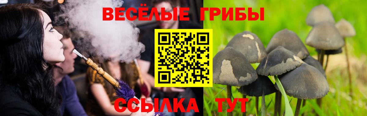 Галлюциногенные грибы Cubensis  даркнет сайт  Вход с VPN  Осинники  Галлюциногенные грибы прущие грибы 